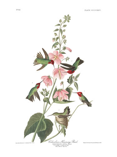 Anna's Hummingbird